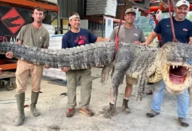(FOTO) Pravi riječni div: Najveći UHVAĆENI ALIGATOR oborio rekorde, imao čak 330 kilograma