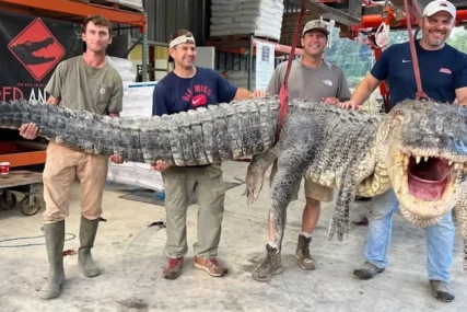 (FOTO) Pravi riječni div: Najveći UHVAĆENI ALIGATOR oborio rekorde, imao čak 330 kilograma