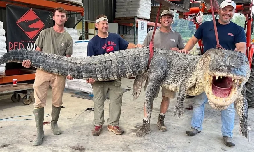 (FOTO) Pravi riječni div: Najveći UHVAĆENI ALIGATOR oborio rekorde, imao čak 330 kilograma