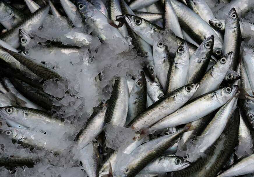 ALARM NA JADRANU Zalihe sardina pale na istorijski minimum, Hrvatska uvodi stroga ograničenja