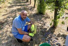(FOTO) Banjac u rodnom kraju: „Od šljive, dobra rakija. Od korijena, karakter“