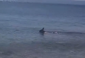 (VIDEO) HIT SNIMAK SA JADRANA Srna pokazala kako se rashlađuje tokom vrućina