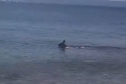 (VIDEO) HIT SNIMAK SA JADRANA Srna pokazala kako se rashlađuje tokom vrućina