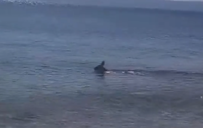 (VIDEO) HIT SNIMAK SA JADRANA Srna pokazala kako se rashlađuje tokom vrućina