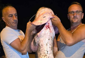 (VIDEO, FOTO) NESVAKIDAŠNJI ULOV KOD MOSTARA Iz Neretve izvukli soma dugog 196 centimetara i teškog 50 kilograma