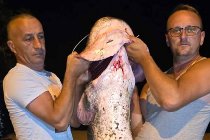 (VIDEO, FOTO) NESVAKIDAŠNJI ULOV KOD MOSTARA Iz Neretve izvukli soma dugog 196 centimetara i teškog 50 kilograma