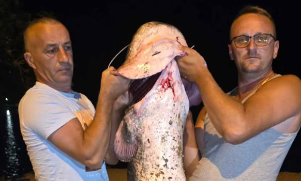 (VIDEO, FOTO) NESVAKIDAŠNJI ULOV KOD MOSTARA Iz Neretve izvukli soma dugog 196 centimetara i teškog 50 kilograma