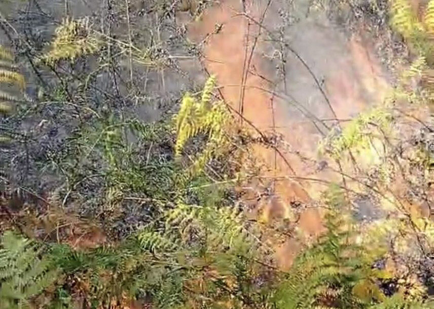 Vatra ne prestaje da se širi: Požar u Osojnici zahvario 200 dunuma mješovite šume