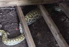(VIDEO) Piton od 2,5 metra pronađen ispod šupe: Svi su gledali u njen ogroman stomak, a onda je stigao rendgen