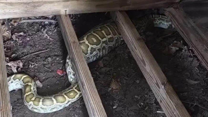 (VIDEO) Piton od 2,5 metra pronađen ispod šupe: Svi su gledali u njen ogroman stomak, a onda je stigao rendgen
