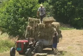 (VIDEO) "Za njih nema ni vrućina ni hladno" Srpski domaćin pokazao kako se radi i živi na +40, prizor obišao mreže