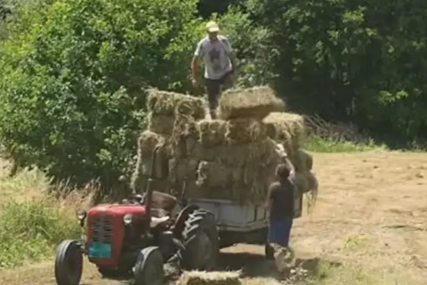 (VIDEO) "Za njih nema ni vrućina ni hladno" Srpski domaćin pokazao kako se radi i živi na +40, prizor obišao mreže