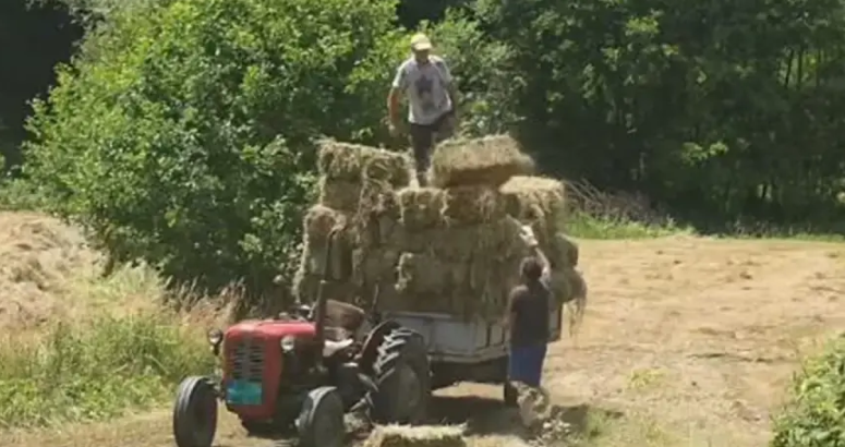 (VIDEO) "Za njih nema ni vrućina ni hladno" Srpski domaćin pokazao kako se radi i živi na +40, prizor obišao mreže