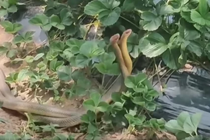 (VIDEO) Šok prizor na plantaži jagoda: Ponašanje ZMIJA OSTAVILO U ČUDO mještane, svi se pitaju samo jedno