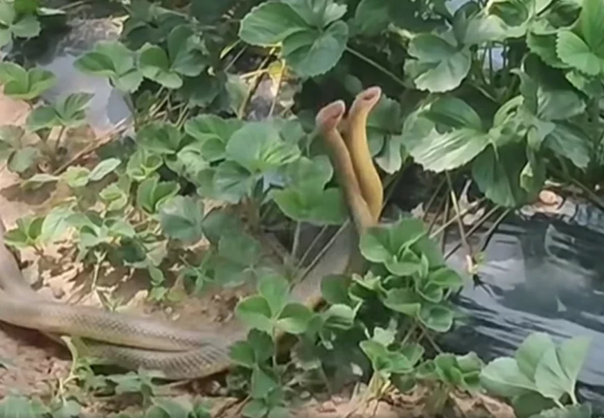 (VIDEO) Šok prizor na plantaži jagoda: Ponašanje ZMIJA OSTAVILO U ČUDO mještane, svi se pitaju samo jedno