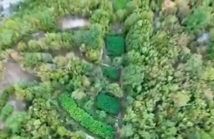 Detalji akcije "Veja": Plantaže kanabisa bile skrivene u vrletima kod Mostara
