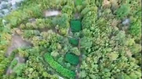 Detalji akcije "Veja": Plantaže kanabisa bile skrivene u vrletima kod Mostara
