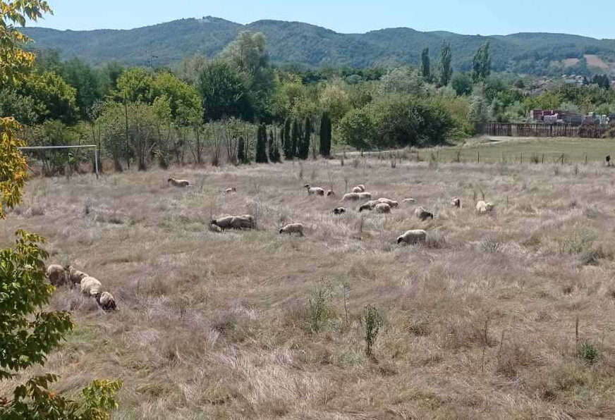 (VIDEO, FOTO) Engleska trava nije stigla, ali OVCE JESU: Djeca u ovom banjalučkom naselju i dalje čekaju svoje igralište