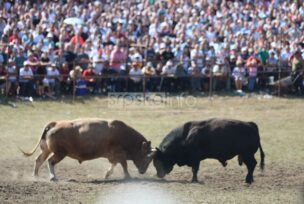 FOTO: SINIŠA PAŠALIĆ/RINGIER