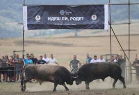 (VIDEO, FOTO) Počele borbe bikova: Pogledajte kakva je atmosfera na Kočićevom zboru