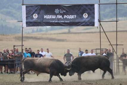 (VIDEO, FOTO) Počele borbe bikova: Pogledajte kakva je atmosfera na Kočićevom zboru