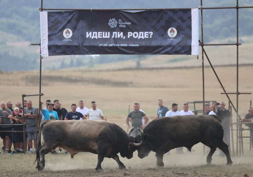 (VIDEO, FOTO) Počele borbe bikova: Pogledajte kakva je atmosfera na Kočićevom zboru