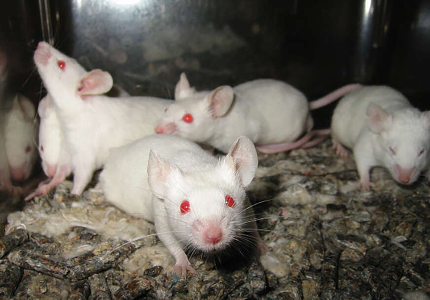laboratorijski miševi