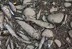 (VIDEO) Dramatične posljedice suše u Laktašima: Pomor ribe na ušću Turjanice u Vrbas