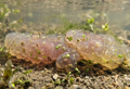 ČUDNA STVORENJA PREPLAVILA RIJEKU Mogu da narastu do veličine košarkaške lopte