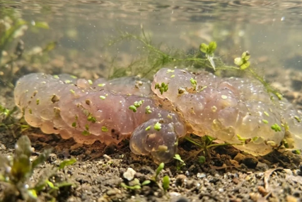 ČUDNA STVORENJA PREPLAVILA RIJEKU Mogu da narastu do veličine košarkaške lopte