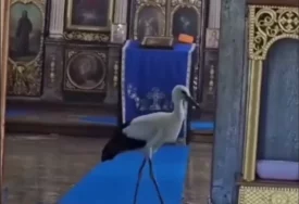 (VIDEO, FOTO) RODA UŠLA U HRAM I OKRENULA KLJUN KA KRSTU Nesvakidašnji prizor u Idvoru ostavio sve bez riječi