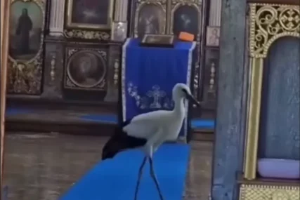(VIDEO, FOTO) RODA UŠLA U HRAM I OKRENULA KLJUN KA KRSTU Nesvakidašnji prizor u Idvoru ostavio sve bez riječi