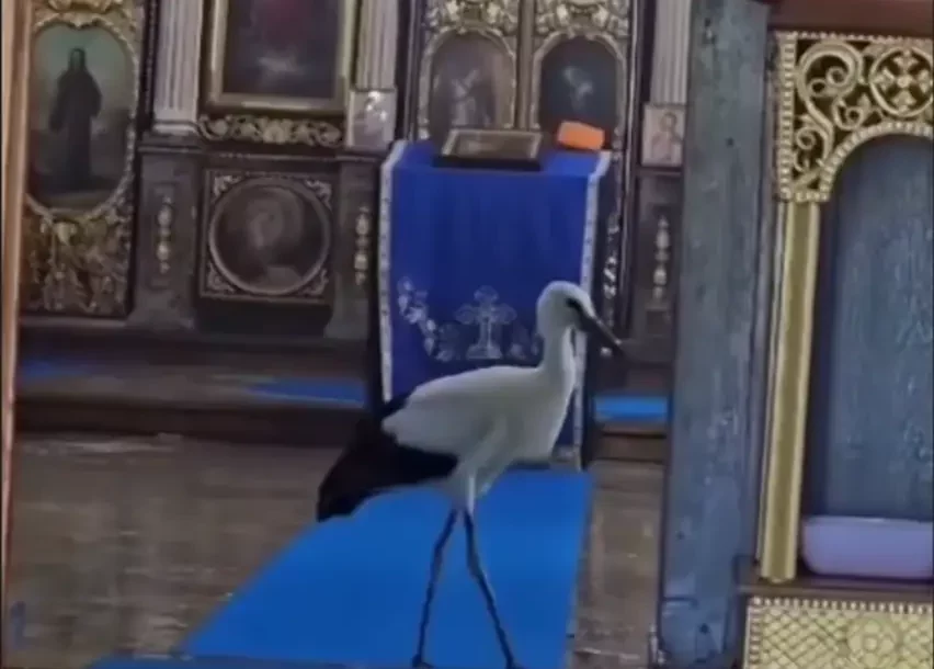 (VIDEO, FOTO) RODA UŠLA U HRAM I OKRENULA KLJUN KA KRSTU Nesvakidašnji prizor u Idvoru ostavio sve bez riječi