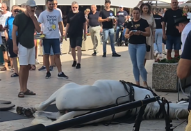(VIDEO) ŠOKANTNE SCENE U SINJU Konji se srušili na klizavom putu, pa ih par sati kasnije ponovo upregli u kočiju, mreže gore