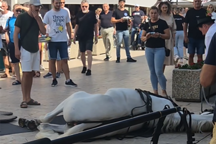(VIDEO) ŠOKANTNE SCENE U SINJU Konji se srušili na klizavom putu, pa ih par sati kasnije ponovo upregli u kočiju, mreže gore