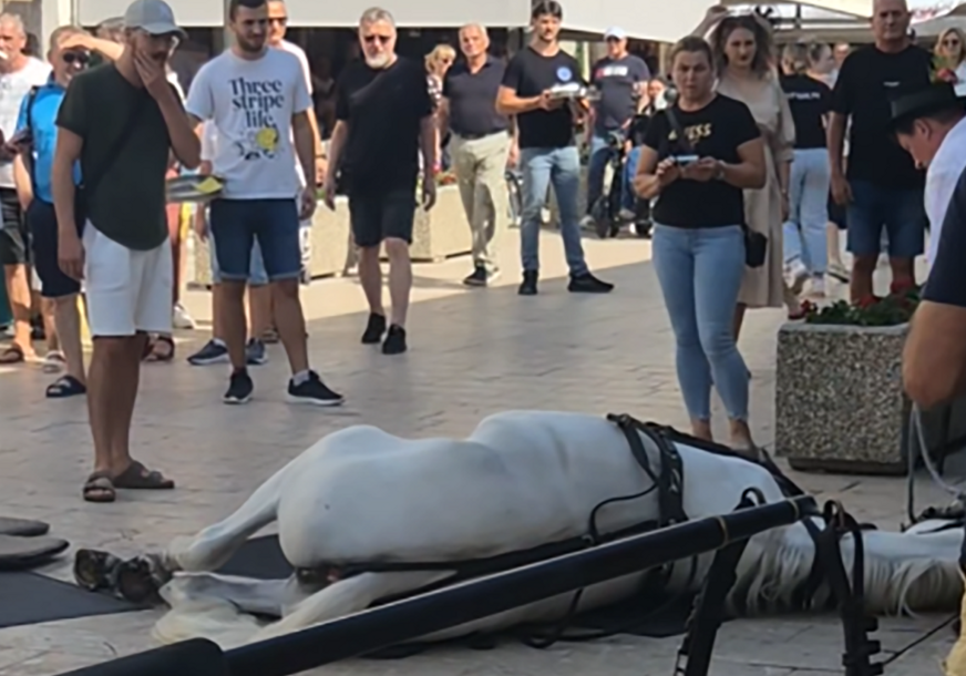 konj leži na klizavoj površini