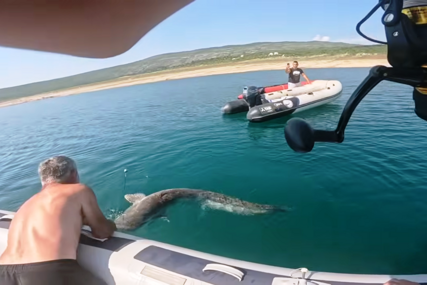 (VIDEO, FOTO) "Ovo je mnogo više od ulova" Ribar u Bilećkom jezeru uhvatio soma od 2 metra i 50 kilograma