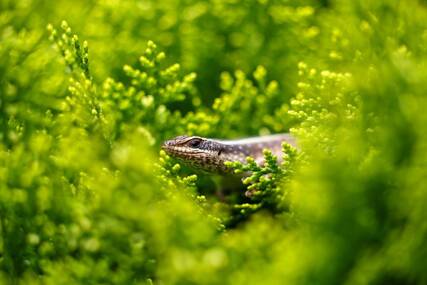 Prenijeli 10 guštera na malo hrvatsko ostrvo i vratili se nakon 36 godina: Ono što su tamo zatekli nisu mogli da objasne