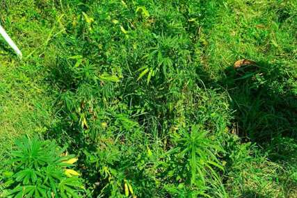 (FOTO) Hapšenje u Doboju: U pretresima pronađena droga i oružje
