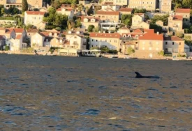 (FOTO) Delfini uljepšali dan turistima: Prizor sa Jadrana kakav se rijetko viđa