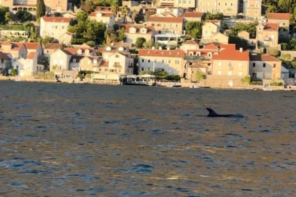 (FOTO) Delfini uljepšali dan turistima: Prizor sa Jadrana kakav se rijetko viđa