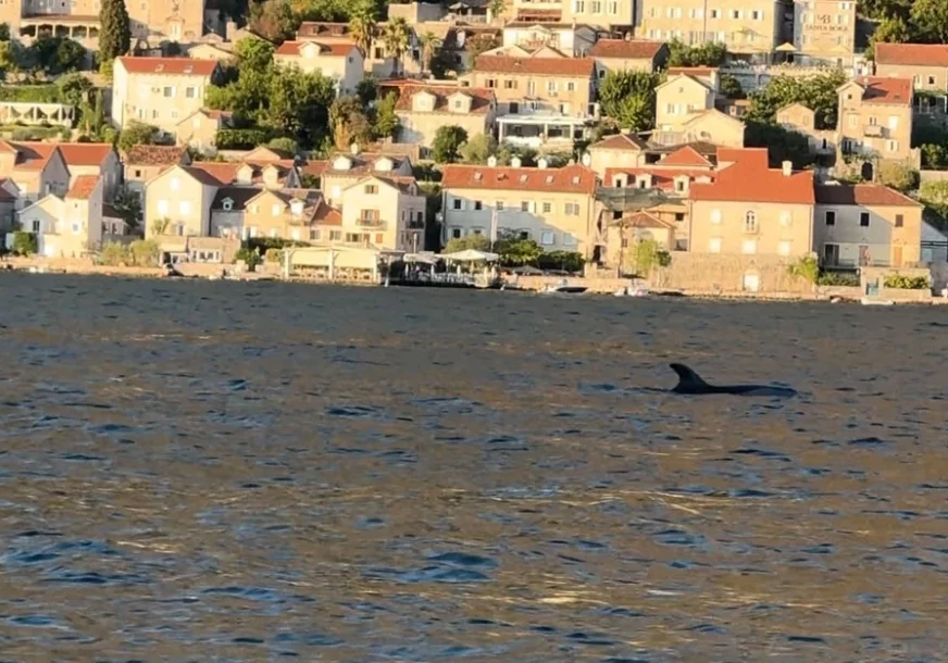 (FOTO) Delfini uljepšali dan turistima: Prizor sa Jadrana kakav se rijetko viđa