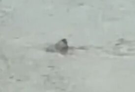 (VIDEO) JEZIVI PRIZORI NAKON OLUJE Grad pod vodom, ajkula snimljena kako pliva ulicama