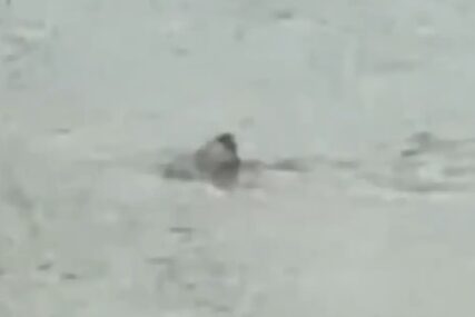 (VIDEO) JEZIVI PRIZORI NAKON OLUJE Grad pod vodom, ajkula snimljena kako pliva ulicama