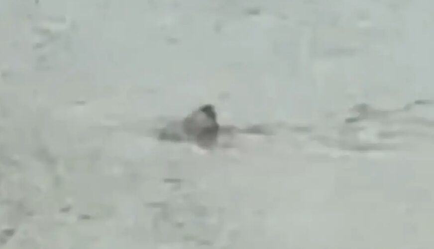 (VIDEO) JEZIVI PRIZORI NAKON OLUJE Grad pod vodom, ajkula snimljena kako pliva ulicama