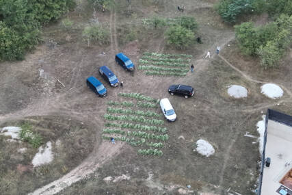 (FOTO) "Pala" četvorka ZBOG PROIZVODNJE DROGE: U Konjicu pronađena plantaža sa oko 400 stabljika kanabisa