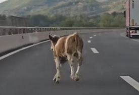 (VIDEO) Krava NAPRAVILA HAOS na auto-putu: Mladići pokušavali da je uhvate, vozači zaustavljali automobile