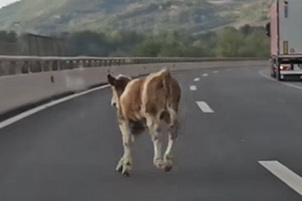 (VIDEO) Krava NAPRAVILA HAOS na auto-putu: Mladići pokušavali da je uhvate, vozači zaustavljali automobile