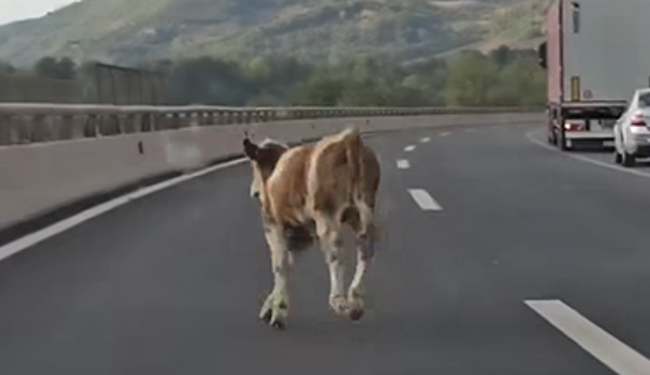 (VIDEO) Krava NAPRAVILA HAOS na auto-putu: Mladići pokušavali da je uhvate, vozači zaustavljali automobile
