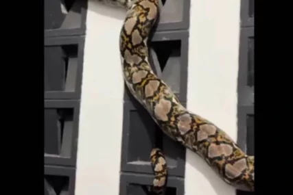 (VIDEO) Uvukao se u kuću, pa se zaglavio: Piton dug 4,5 metara IZAZVAO PANIKU u komšiluku
